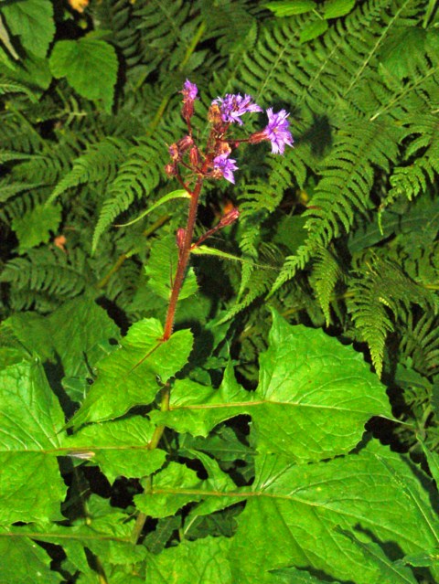 Una pianta quasi sfiorita - Lactuca alpina